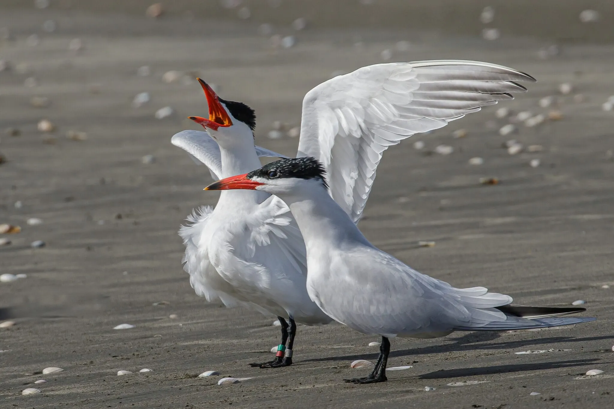 Two Caspian terns on the sand, one calling with its red bill open