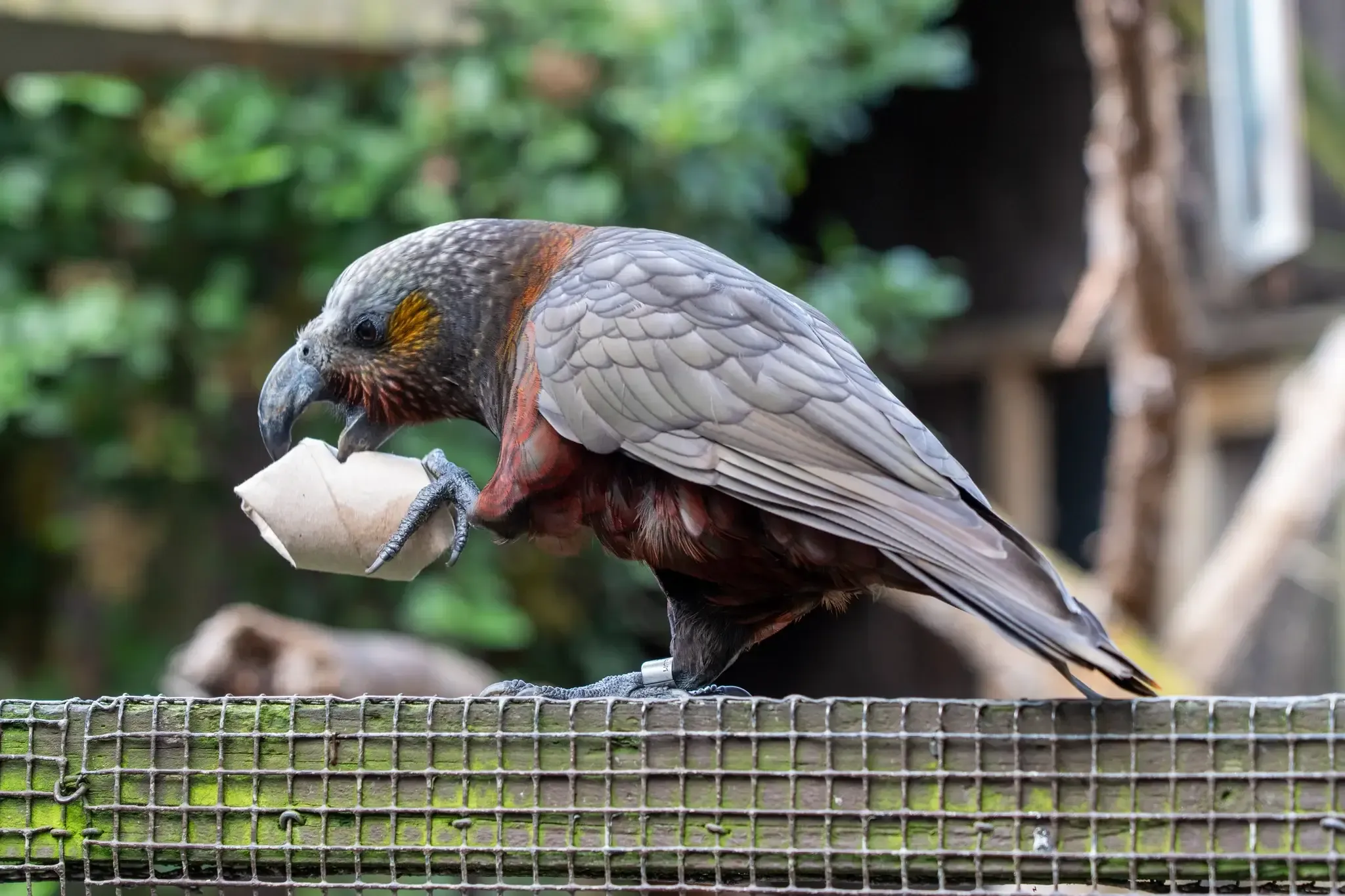 A kākā feeding while perched on a wire fence