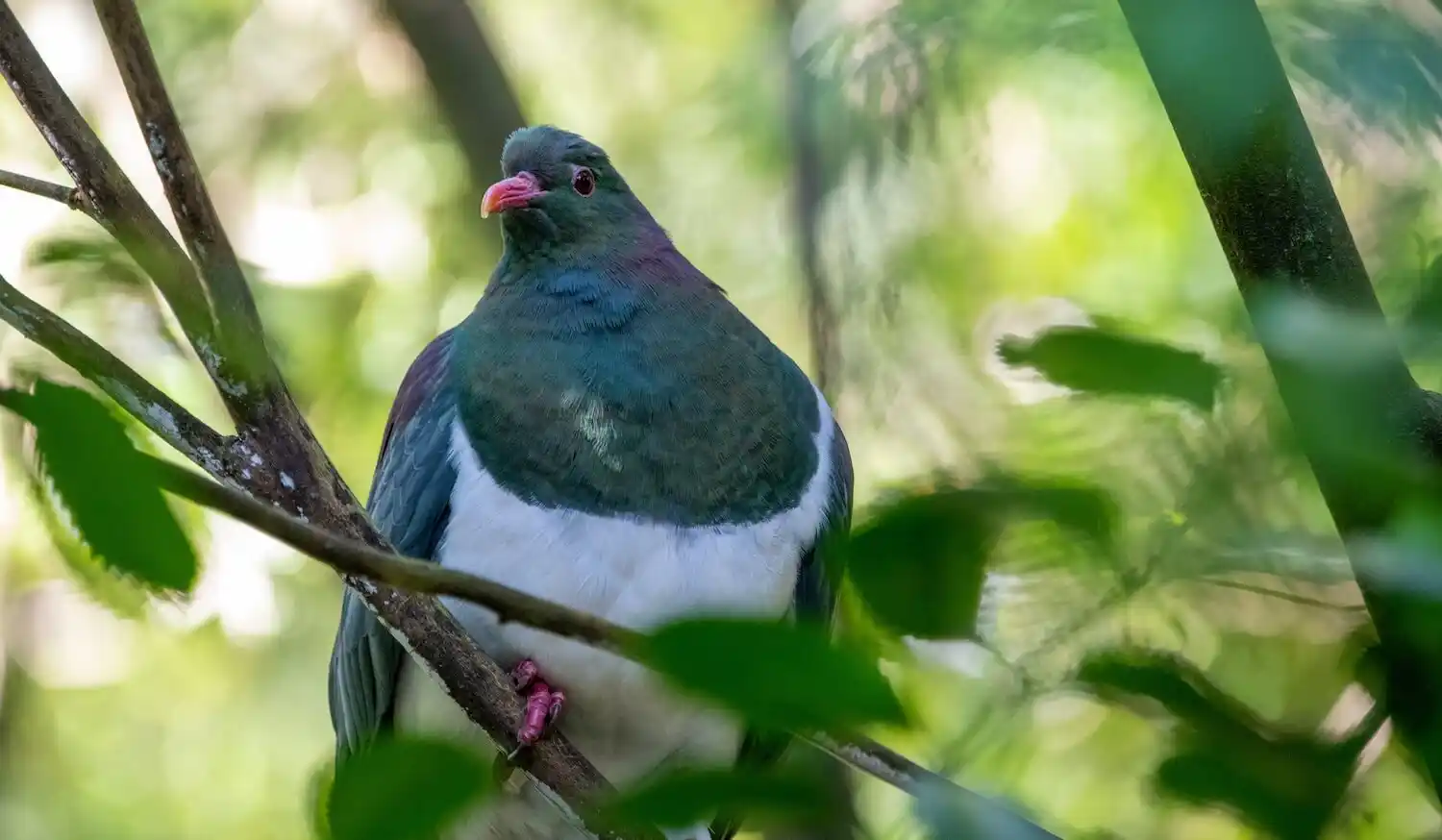 A kererū (New Zealand wood pigeon) perched among leafy branches