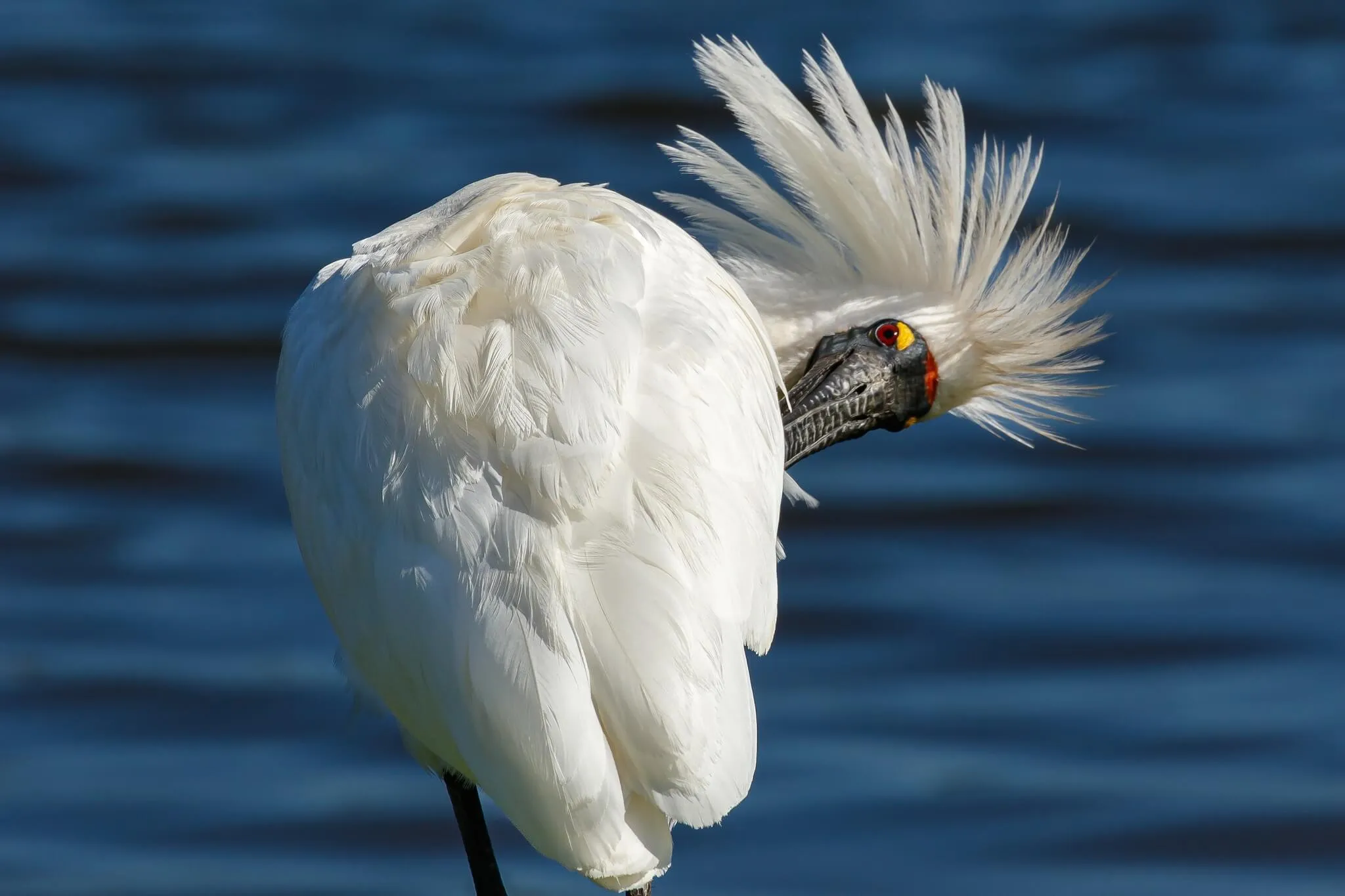 A royal spoonbill preening its white breeding plumes beside the water