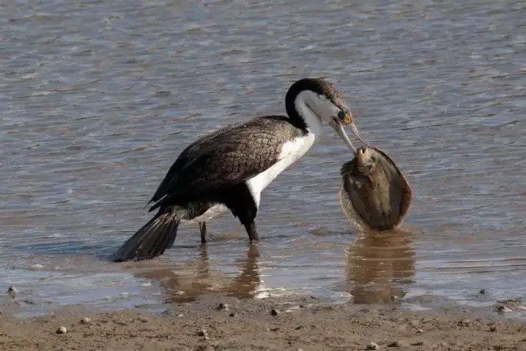 A shag standing in the shallows of the estuary with a fish in its beak