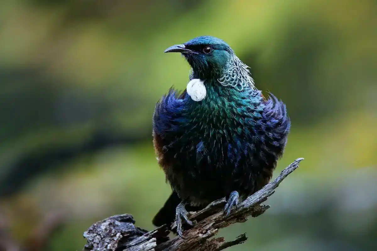 A tūī perched on a branch, its white throat tufts catching the light